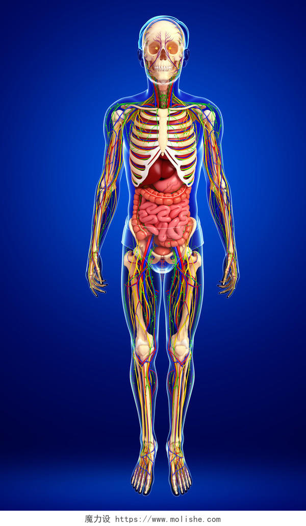 蓝色背景淋巴骨骼神经和循环系统的男性插图